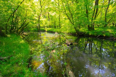Igneada Ormanı ve Nehir. Türkiye 'nin Kirklareli ilinin Karadeniz kıyısındaki küçük bir kasaba. Manzaralı doğal güzellik.