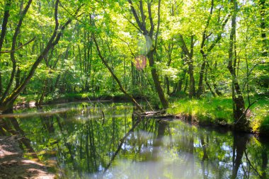 Igneada Ormanı ve Nehir. Türkiye 'nin Kirklareli ilinin Karadeniz kıyısındaki küçük bir kasaba. Manzaralı doğal güzellik.