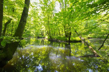 Igneada Ormanı ve Nehir. Türkiye 'nin Kirklareli ilinin Karadeniz kıyısındaki küçük bir kasaba. Manzaralı doğal güzellik.