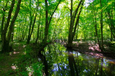 Igneada Ormanı ve Nehir. Türkiye 'nin Kirklareli ilinin Karadeniz kıyısındaki küçük bir kasaba. Manzaralı doğal güzellik.