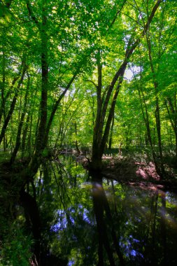 Igneada Ormanı ve Nehir. Türkiye 'nin Kirklareli ilinin Karadeniz kıyısındaki küçük bir kasaba. Manzaralı doğal güzellik.