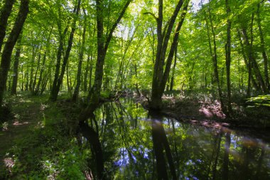 Igneada Ormanı ve Nehir. Türkiye 'nin Kirklareli ilinin Karadeniz kıyısındaki küçük bir kasaba. Manzaralı doğal güzellik.
