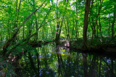 Igneada Ormanı ve Nehir. Türkiye 'nin Kirklareli ilinin Karadeniz kıyısındaki küçük bir kasaba. Manzaralı doğal güzellik.