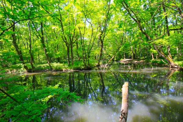 Лес Игнеада Река Маленький Городок Побережье Черного Моря Турции Киркларели — стоковое фото