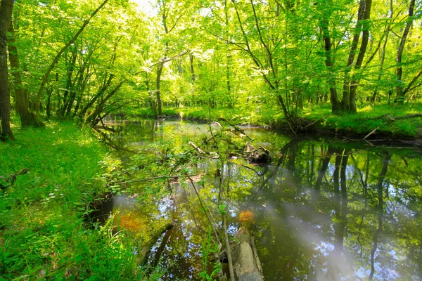 Igneada Forest River Small Town Black Sea Coast Turkey Kirklareli — Stock Photo, Image