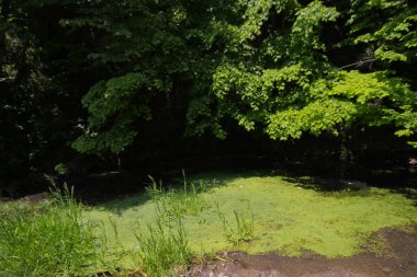 Igneada Ormanı ve Nehir. Türkiye 'nin Kirklareli ilinin Karadeniz kıyısındaki küçük bir kasaba. Manzaralı doğal güzellik.