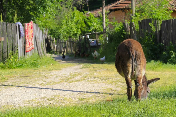 Igneada Wald Und Fluss Kleine Stadt Der Schwarzmeerküste Der Türkischen — Stockfoto