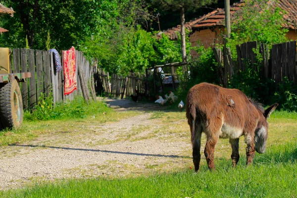 Igneada Bos Rivier Kleine Stad Aan Zwarte Zee Kust Turkije — Stockfoto