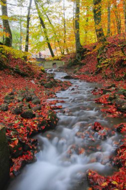 Yedigoller Park Bolu, Türkiye 'de sonbahar manzarası (yedi göl)