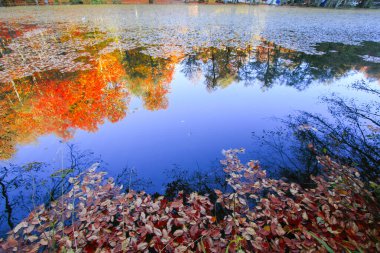 Yedigoller Park Bolu, Türkiye 'de sonbahar manzarası (yedi göl)