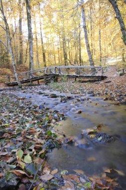 Yedigoller Park Bolu, Türkiye 'de sonbahar manzarası (yedi göl)
