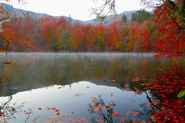 Höstlandskap Sju Sjöar Yedigoller Park Bolu Turkiet — Stockfoto