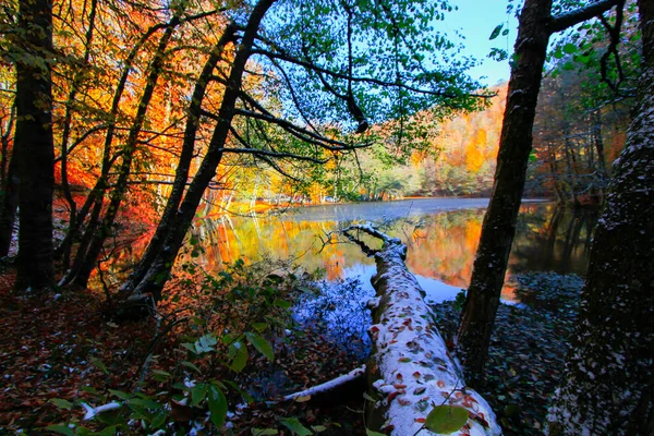 Höstlandskap Sju Sjöar Yedigoller Park Bolu Turkiet — Stockfoto