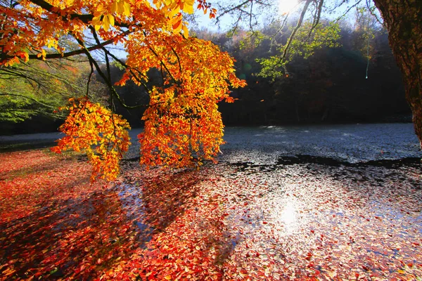 Herbstlandschaft Sieben Seen Yedigoller Park Bolu Türkei — Stockfoto