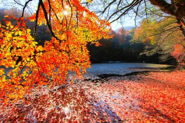 Yedigoller Park Bolu, Türkiye 'de sonbahar manzarası (yedi göl)