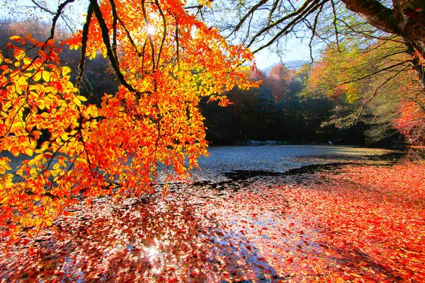 Paesaggio Autunnale Sette Laghi Yedigoller Park Bolu Turchia — Foto Stock