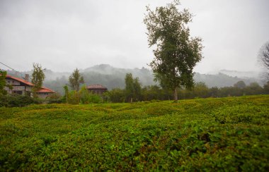 Artvin Arhavi çift kemerli köprüler Cifte kopruler olarak bilinen doğal orman ve mavi gökyüzü arka planı.