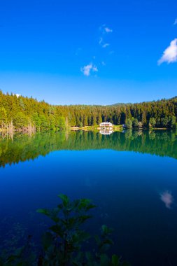 Artvin savsat karagol olarak da bilinir. Yeşil orman ve mavi gökyüzü arkaplanı ile Kara Göl olarak da bilinir.