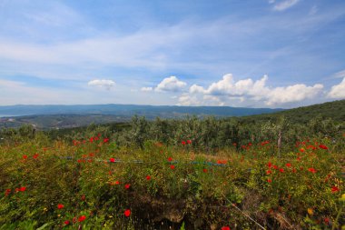 Afyon 'un Cay ve Bolvadin ilçeleri arasında yer alan Eber Gölü, Türkiye' nin 12. büyük gölüdür.