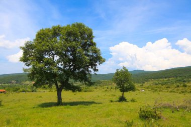 Afyon 'un Cay ve Bolvadin ilçeleri arasında yer alan Eber Gölü, Türkiye' nin 12. büyük gölüdür.