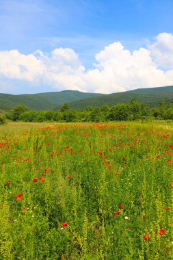 Afyon 'un Cay ve Bolvadin ilçeleri arasında yer alan Eber Gölü, Türkiye' nin 12. büyük gölüdür.