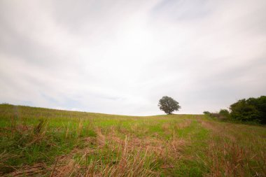 Yarı ekili tarla ve tek ağaç.