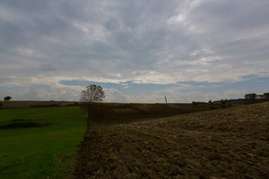 Yarı ekili tarla ve tek ağaç.