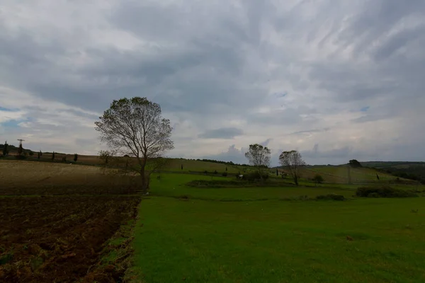 Mezzo Campo Coltivato Albero Singolo — Foto Stock