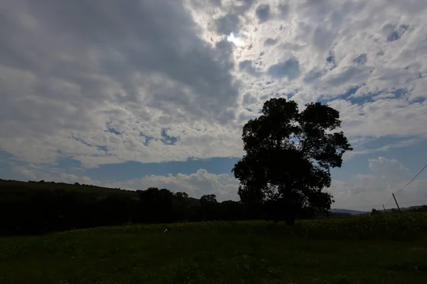 Halb Bestelltes Feld Und Ein Einziger Baum — Stockfoto