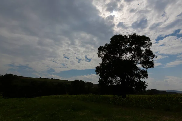 Yarı Ekili Tarla Tek Ağaç — Stok fotoğraf
