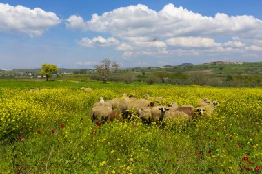 Eber Gölü, Afyon, Türkiye 'nin en büyük 11. gölüdür ancak su kaynaklarının kesilmesiyle kurumaya başlamıştır..