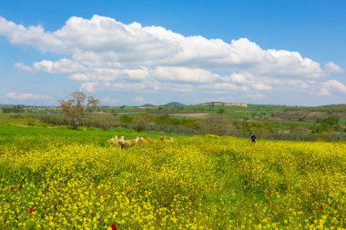 Eber Gölü, Afyon, Türkiye 'nin en büyük 11. gölüdür ancak su kaynaklarının kesilmesiyle kurumaya başlamıştır..