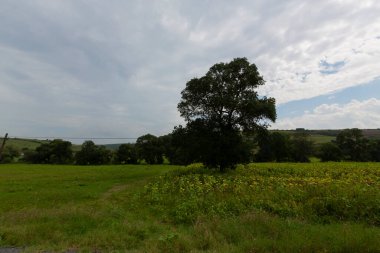 Tek ağaç, ekili tarla ve bitkiler