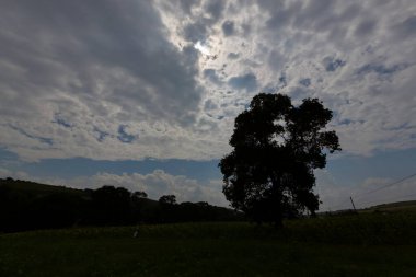 Tek ağaç, ekili tarla ve bitkiler