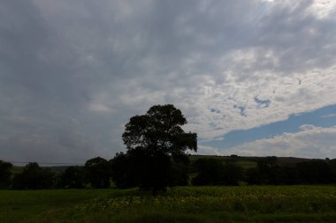 Tek ağaç, ekili tarla ve bitkiler