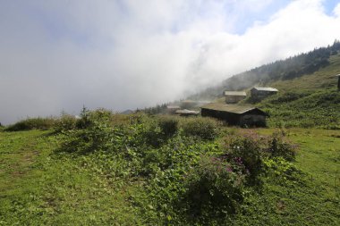 Pokut ve sal yaylası ve peyzaj / Kackar dağları, Rize