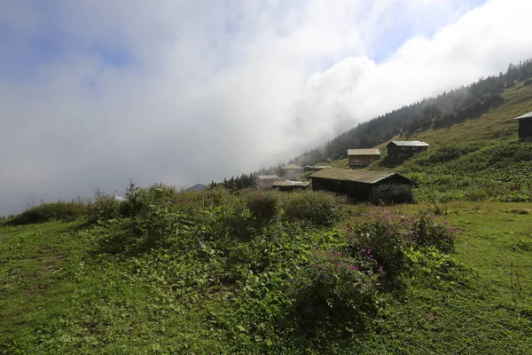 Pokut ve sal yaylası ve peyzaj / Kackar dağları, Rize