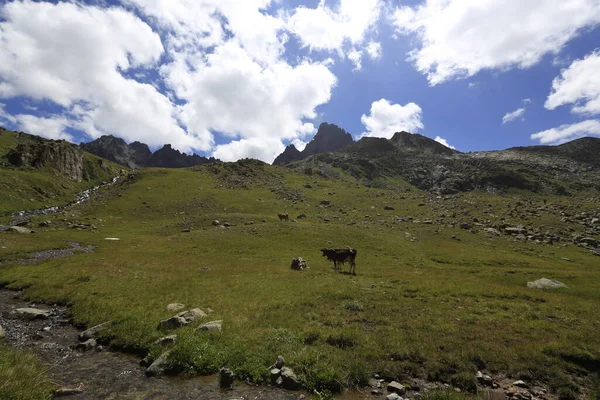 Verenik Altopiano Collegato Distretto Amlhemin Della Provincia Rize Altitudine 2600 — Foto Stock