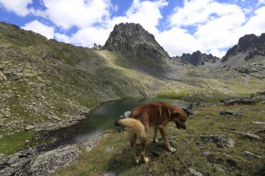 Verenik, Rize ilinin Amlhemin ilçesine bağlı bir platodur. 2600 metre yükseklikte ve 40-50 ev içeriyor..
