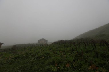 Gito Platosu, Karadeniz 'in en barışçıl faaliyetlerinden biri olarak doğayı seven herkesin hayatında en az bir kez yaşaması gereken bir yerdir..