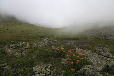 Gito Platosu, Karadeniz 'in en barışçıl faaliyetlerinden biri olarak doğayı seven herkesin hayatında en az bir kez yaşaması gereken bir yerdir..