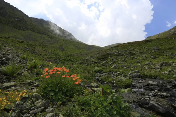 Gito Platosu, Karadeniz 'in en barışçıl faaliyetlerinden biri olarak doğayı seven herkesin hayatında en az bir kez yaşaması gereken bir yerdir..