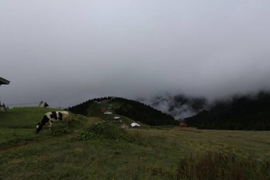 Mencuna şelalesi ve İkiz Taş köprüler / Artvin, Arhavi