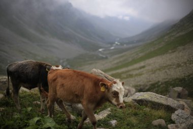 Hazindak Platosu ve Kakar Dağları