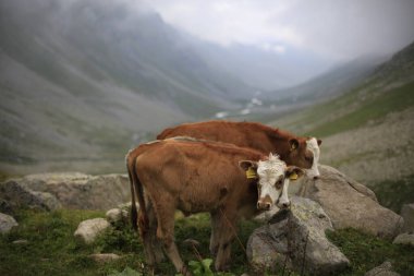 Hazindak Platosu ve Kakar Dağları