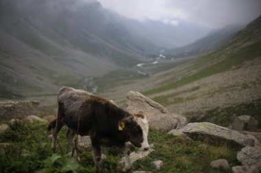 Hazindak Platosu ve Kakar Dağları