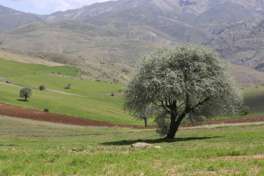 Erciyes Dağı, Orta Anadolu Bölgesi 'nde yer alan bir yanardağdır. Kayseri 'nin 25 km güneybatısındaki Sultansazl ovalardan yükselen devasa bir stratovolcano..