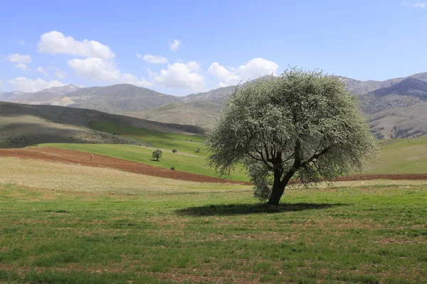 Gunung Erciyes Adalah Gunung Berapi Yang Terletak Kawasan Anatolia Tengah — Stok Foto