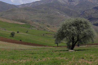 Erciyes Dağı, Orta Anadolu Bölgesi 'nde yer alan bir yanardağdır. Kayseri 'nin 25 km güneybatısındaki Sultansazl ovalardan yükselen devasa bir stratovolcano..