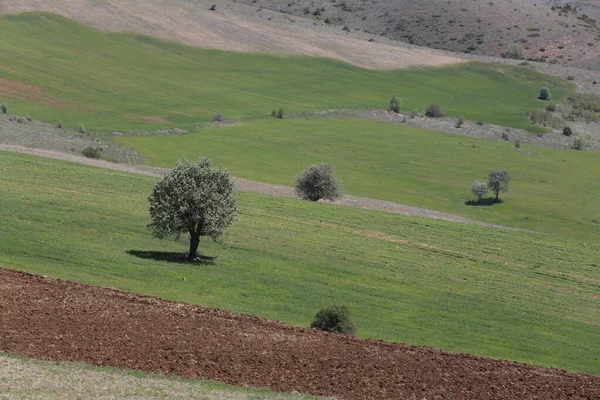 Erciyes Mountain Een Vulkaan Regio Midden Anatolië Sultansazl Ten Zuidwesten — Stockfoto